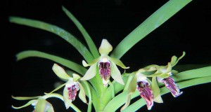 Etimologia, pronúncia e nomenclatura das orquídeas (1)