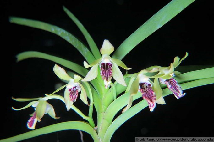 Etimologia, pronúncia e nomenclatura das orquídeas (1)
