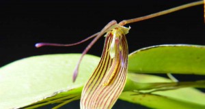 1427 - Restrepia brachypus