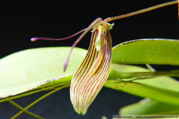 1427 - Restrepia brachypus