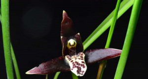 1429 - Maxillaria tenuifolia Nigra