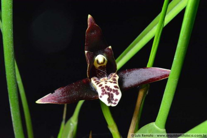 1429 - Maxillaria tenuifolia Nigra