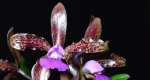 1239 - Cattleya tigrina