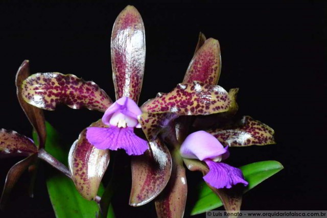 1239 - Cattleya tigrina