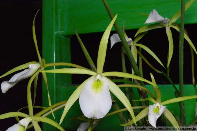 1092 - Brassavola perrini