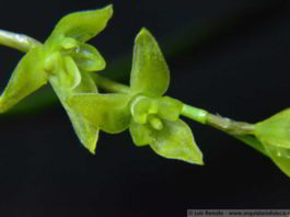 1100 - Anathallis rubens