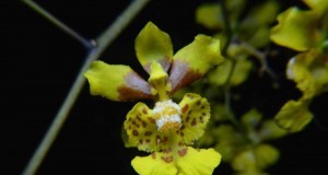 1248 - Oncidium robustissimum