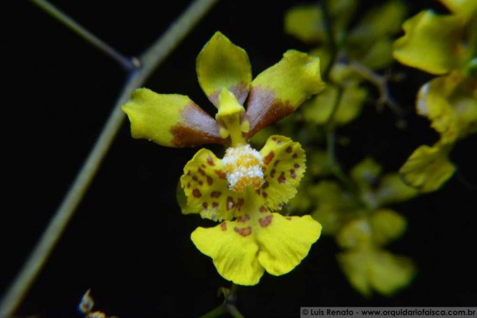 1248 - Oncidium robustissimum