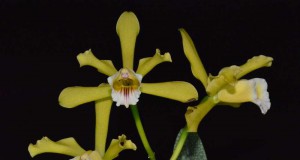 1430 - Laelia xanthina