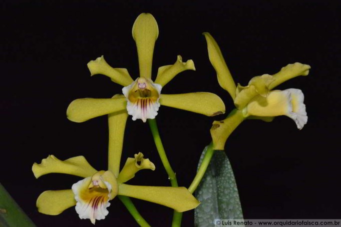 1430 - Laelia xanthina