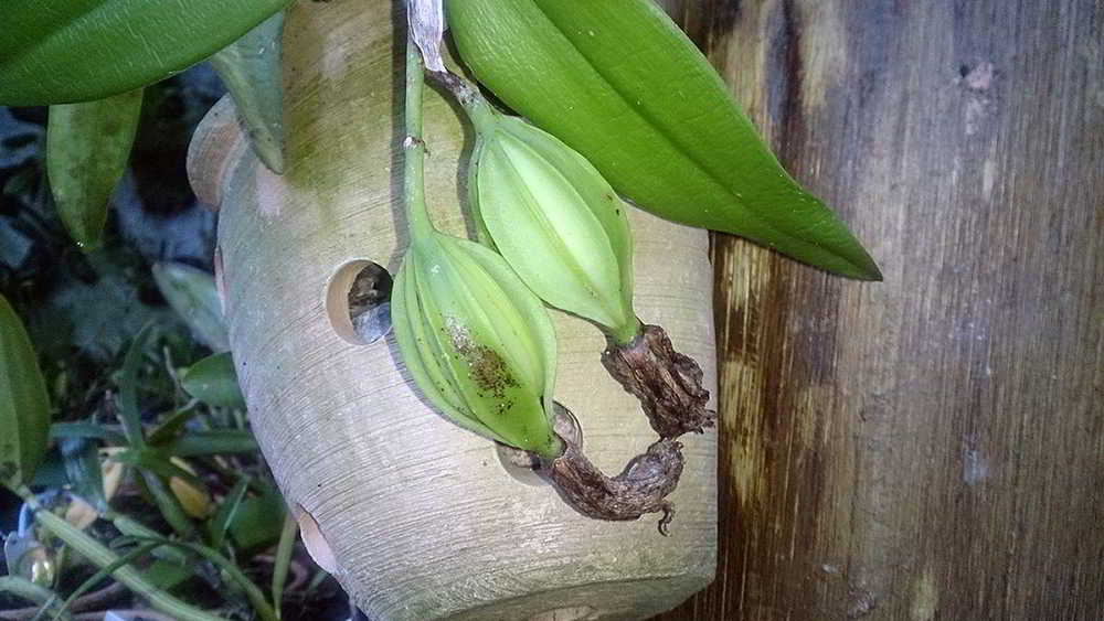 Orquídeas e seus frutos e sementes - não se deixe enganar! - orquideas .eco.br