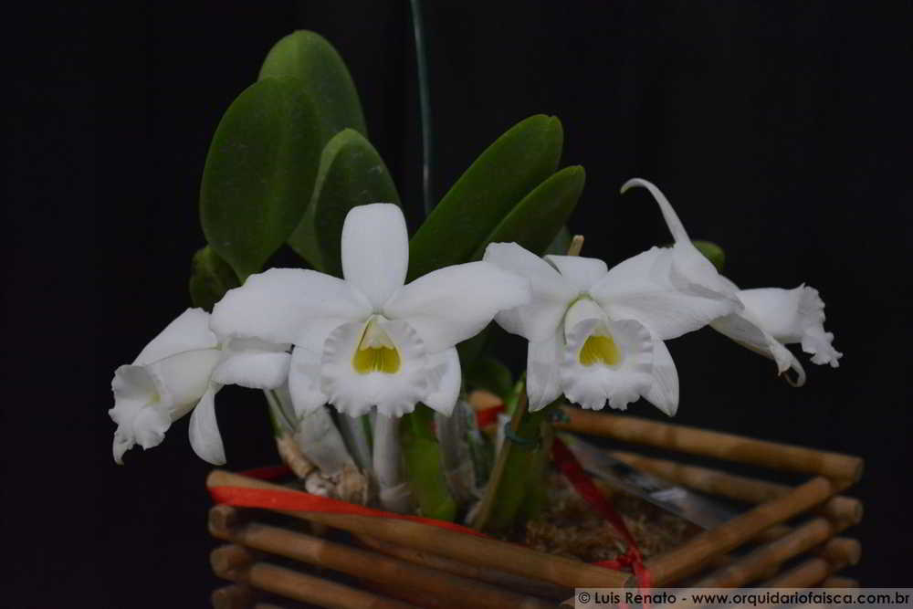 orquideas.eco.br - vasos