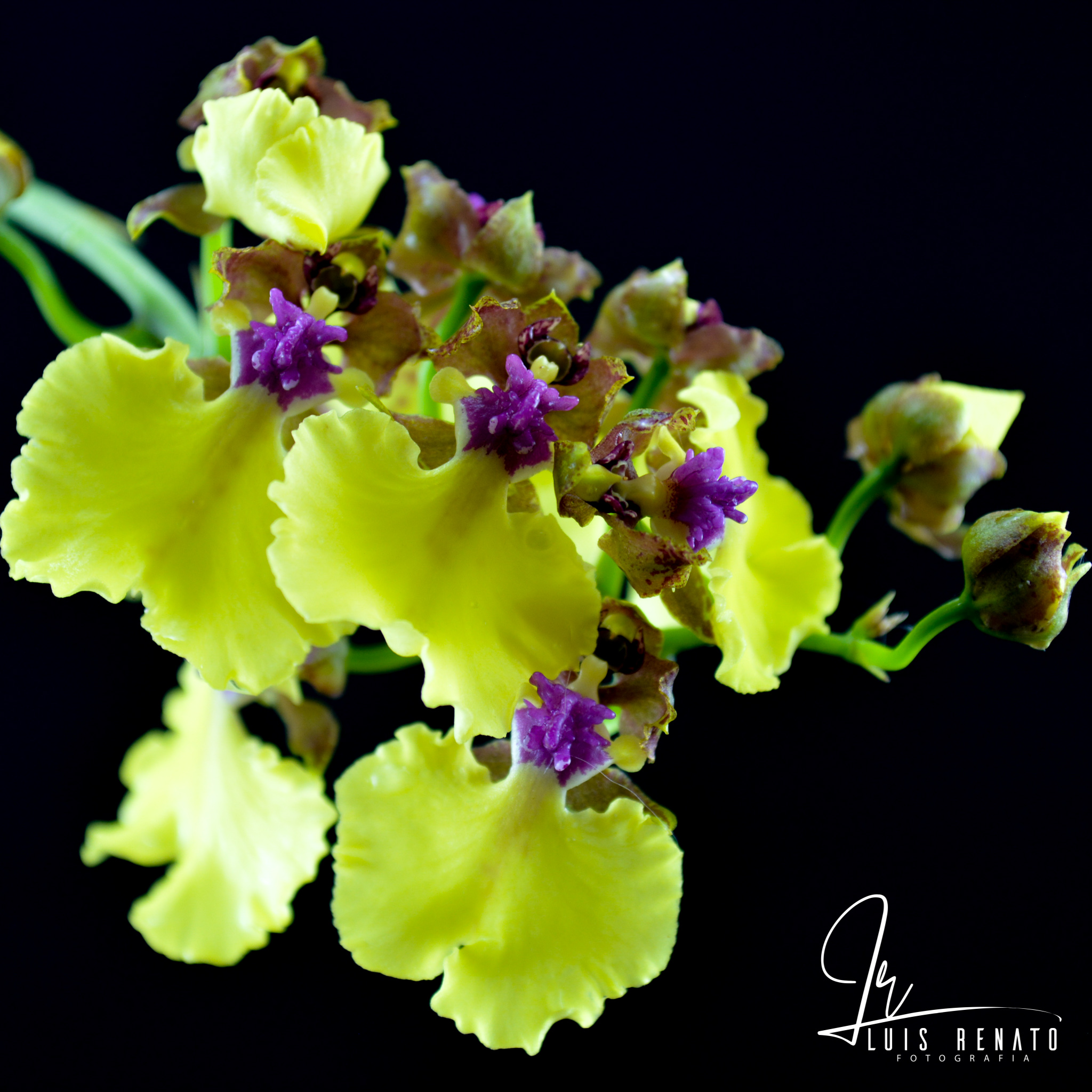 Oncidium spilopterum