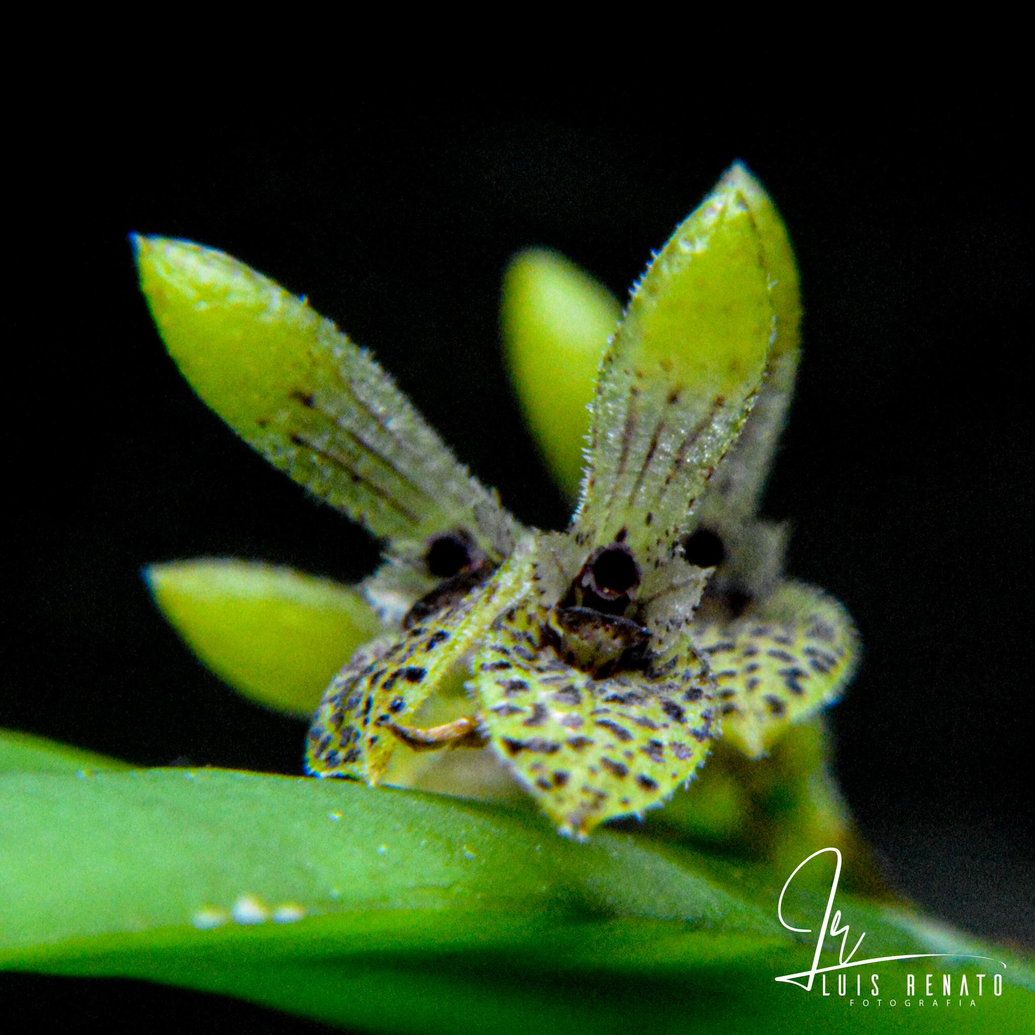 Acianthera pubescens