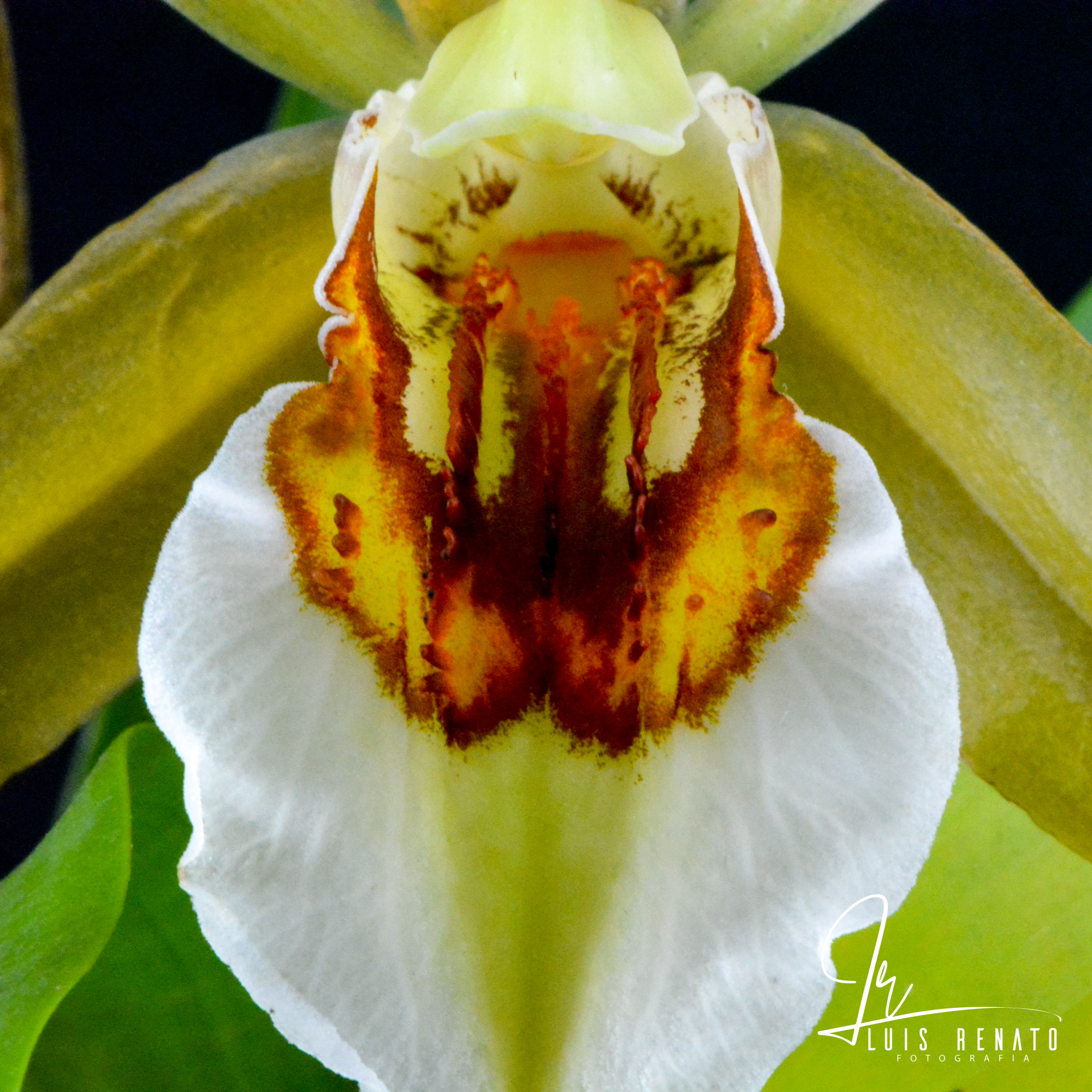 Coelogyne lawrenceana