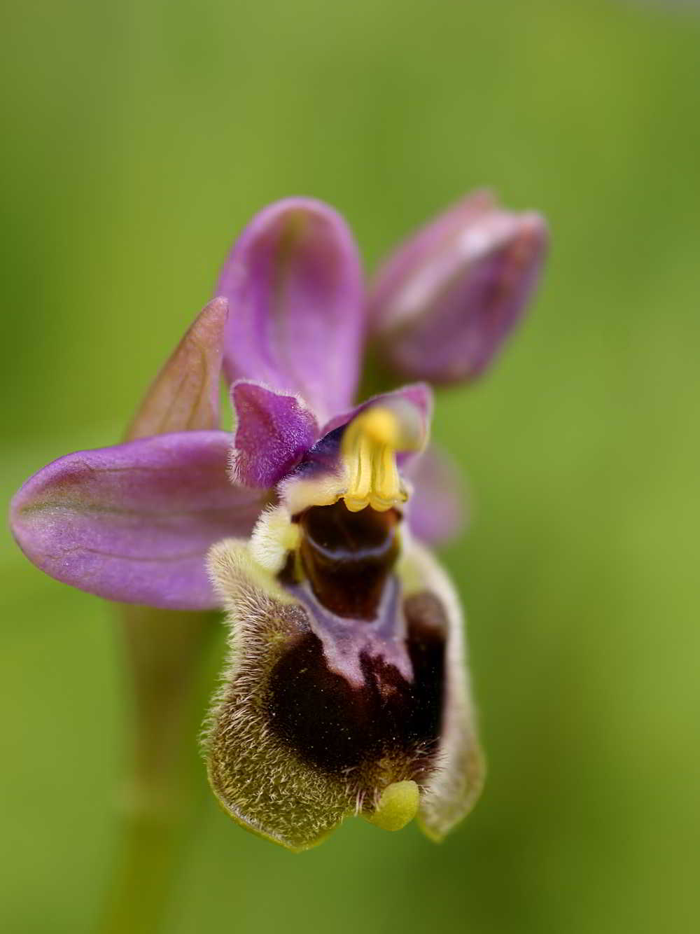 Ophrys tenthredinifera