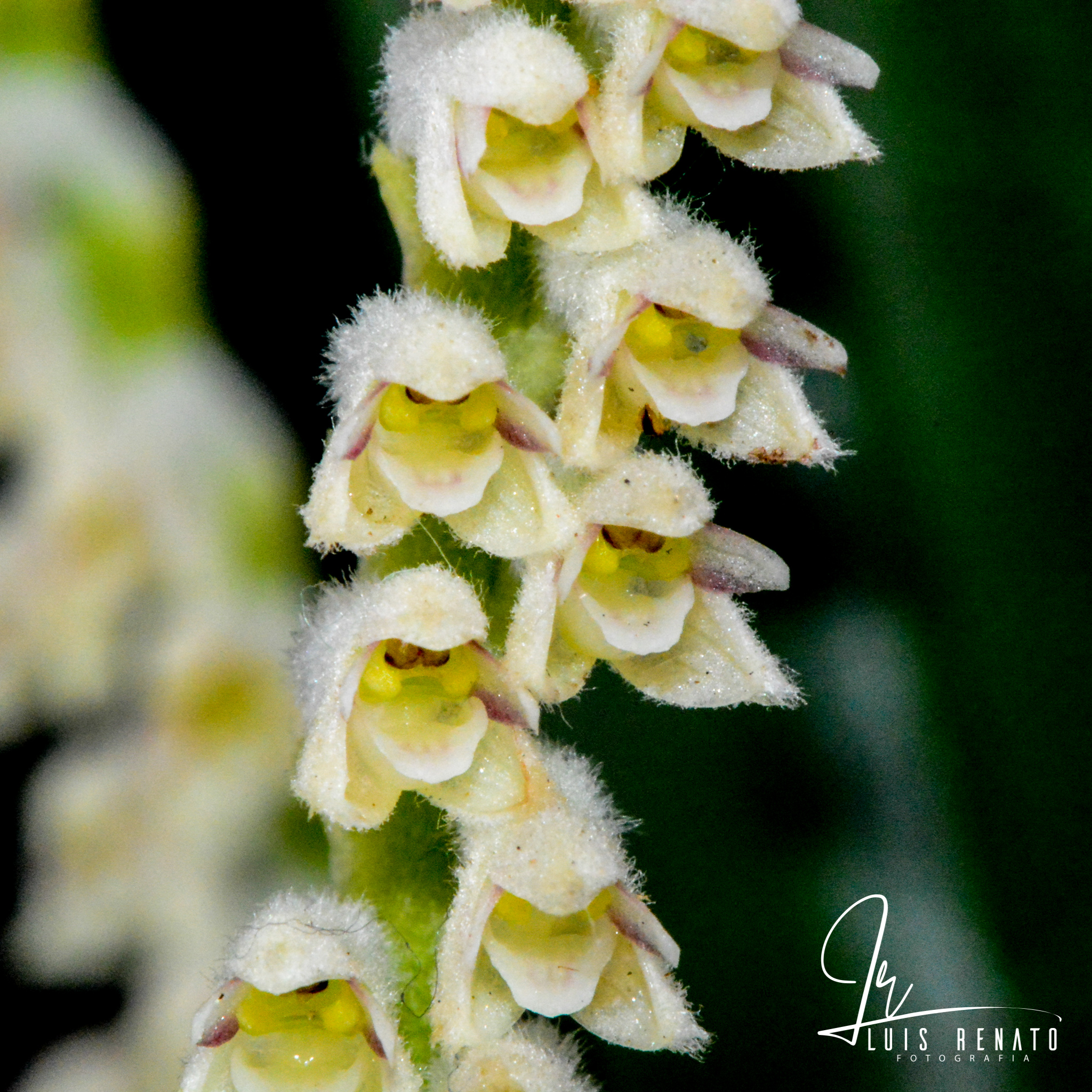 Mycaranthes stricta