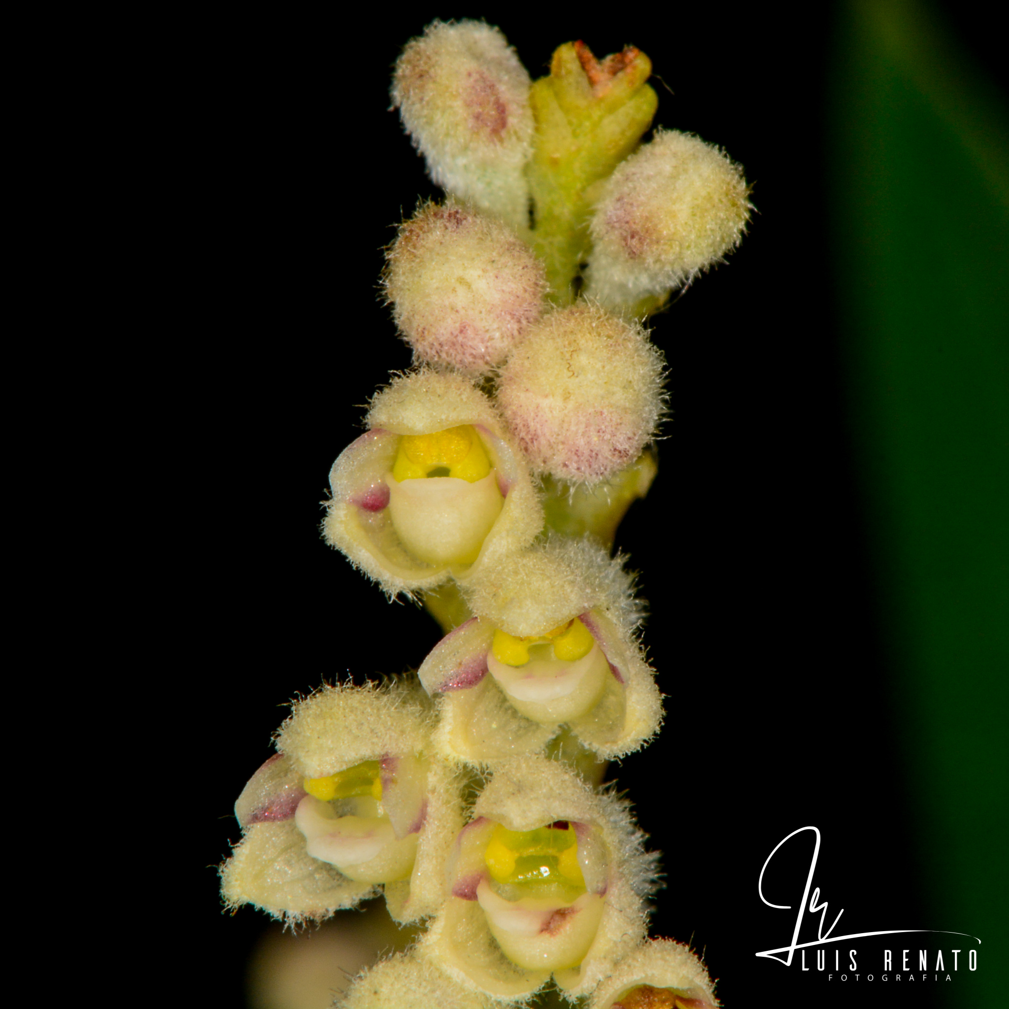 Mycaranthes stricta