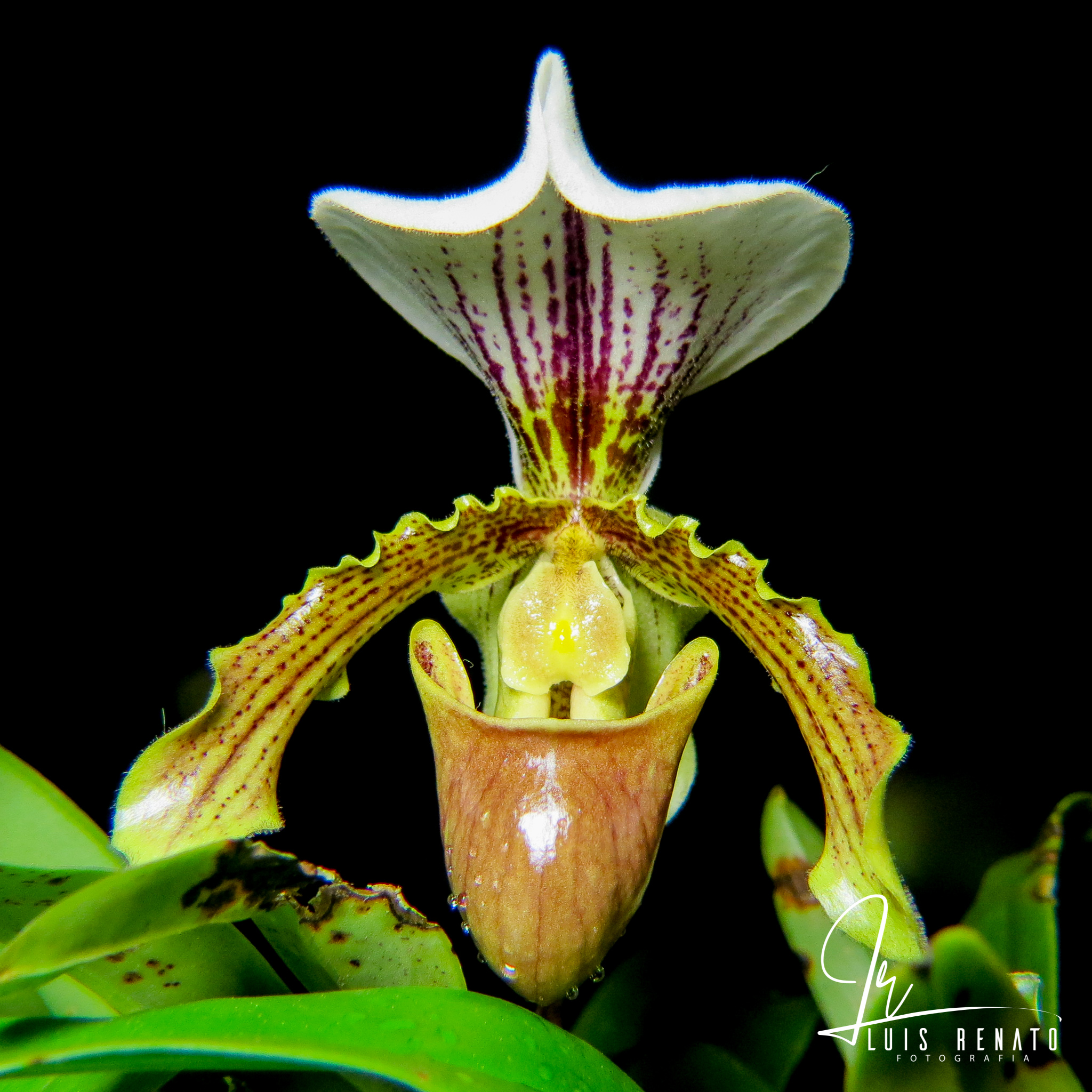 Paphiopedilum leeanum