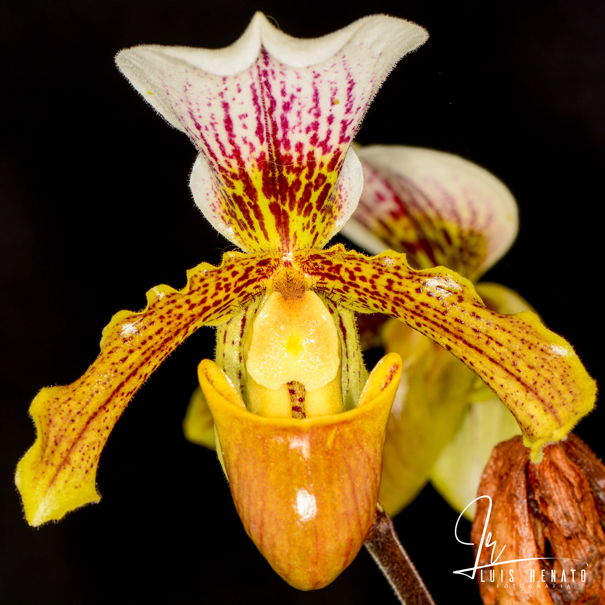 Paphiopedilum leeanum