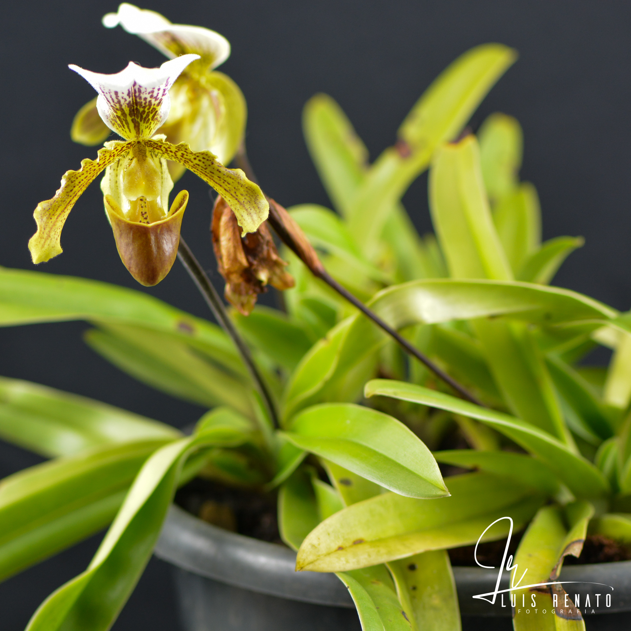 Paphiopedilum leeanum - o fruto de um resgate (2014) - orquideas.eco.br