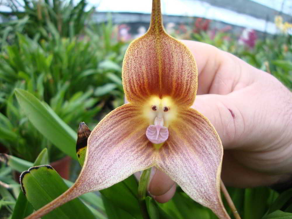 Orquídeas que parecem ser outra coisa - orquideas.eco.br