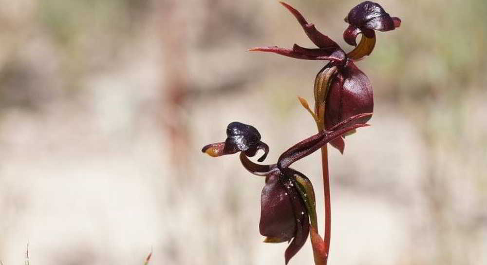 Orquídeas que parecem ser outra coisa - orquideas.eco.br