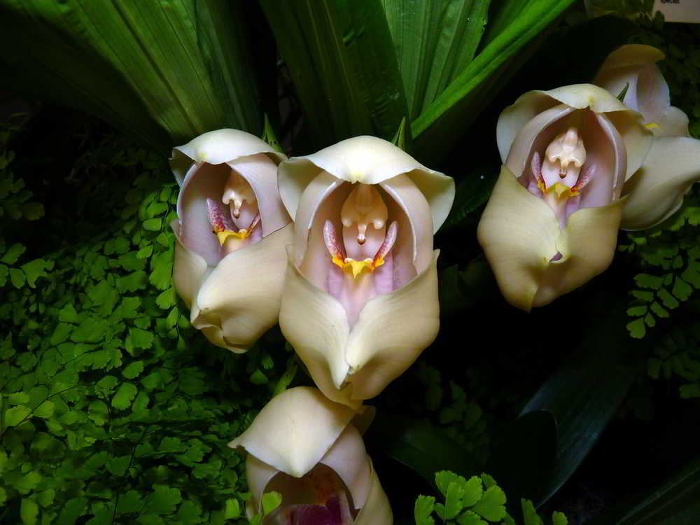 Orquídeas que parecem ser outra coisa - orquideas.eco.br