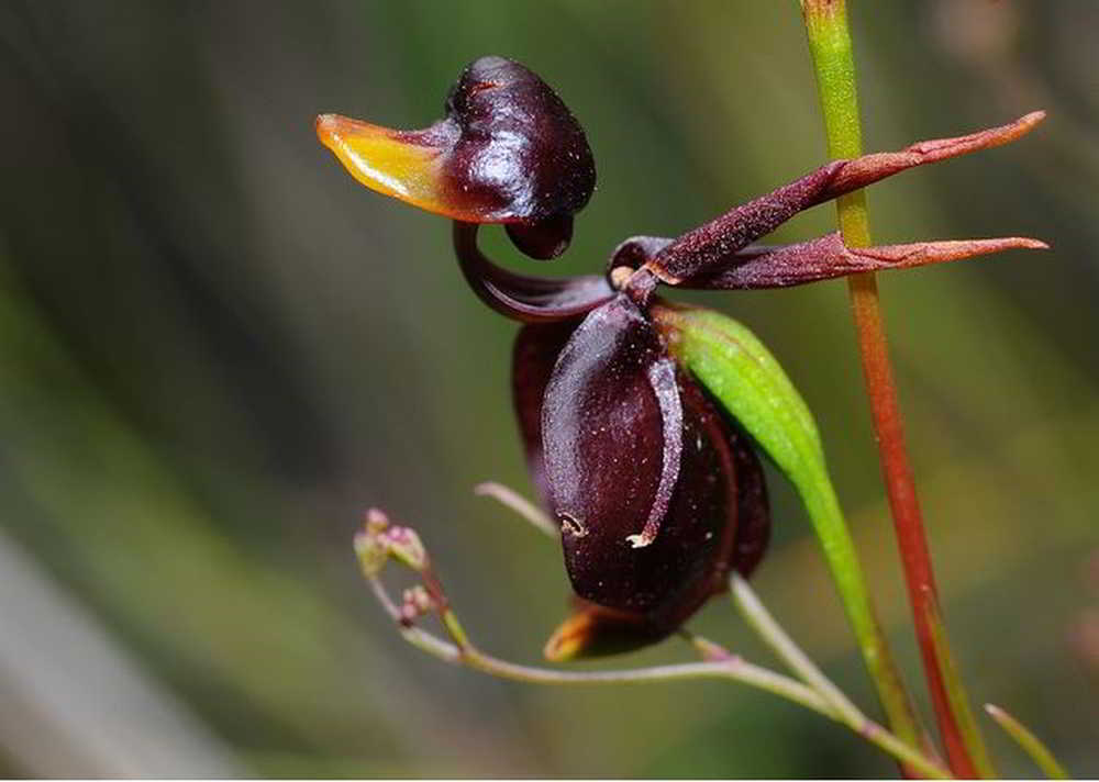 Orquídeas que parecem ser outra coisa - orquideas.eco.br