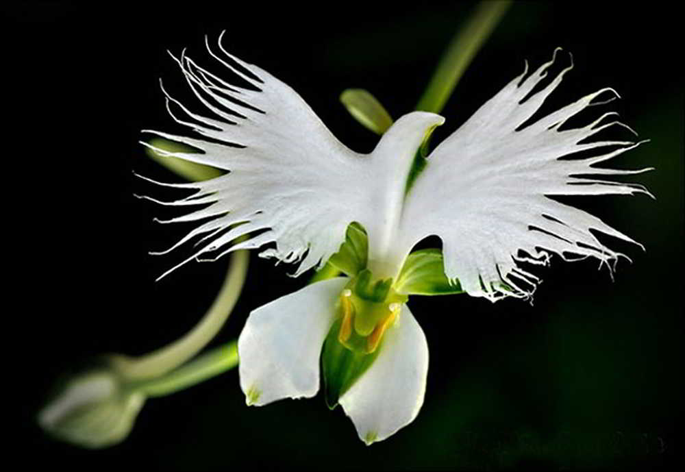 Orquídeas que parecem ser outra coisa - orquideas.eco.br