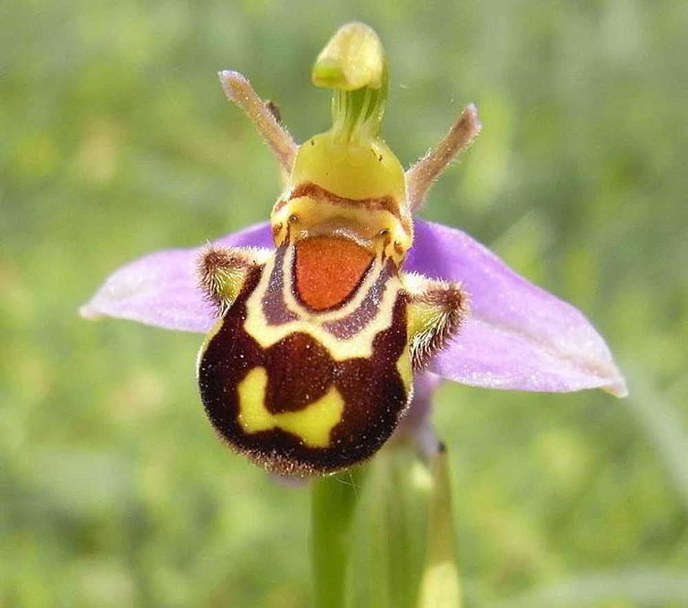 Orquídeas que parecem ser outra coisa - orquideas.eco.br