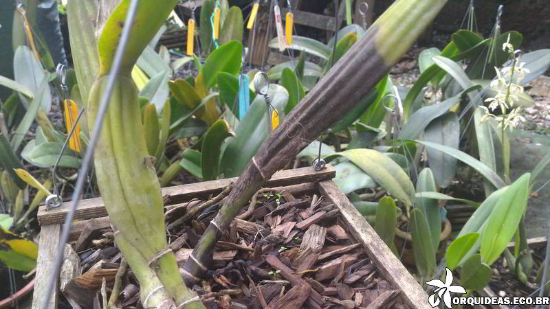 orquideas.eco.br - podridão negra nas orquídeas