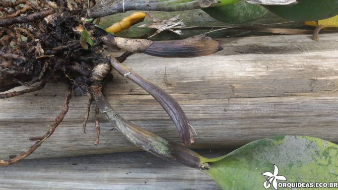 orquideas.eco.br - podridão negra nas orquídeas