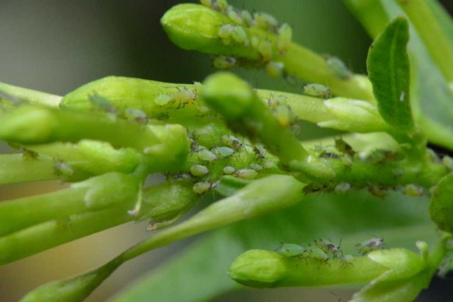 orquideas.eco.br - pragas e doenças nas orquídeas - pulgões