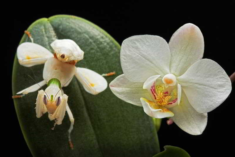 orquideas.eco.br - Louva-a-deus orquídea