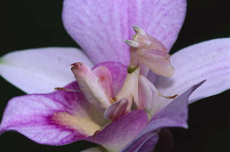 orquideas.eco.br - Louva-a-deus orquídea