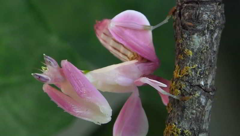 orquideas.eco.br - Louva-a-deus orquídea