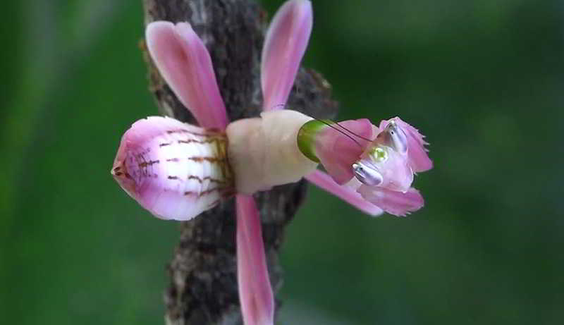 orquideas.eco.br - Louva-a-deus orquídea