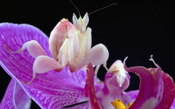 orquideas.eco.br - Louva-a-deus orquídea
