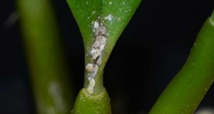 orquideas.eco.br - Pragas e doenças - cochonilhas