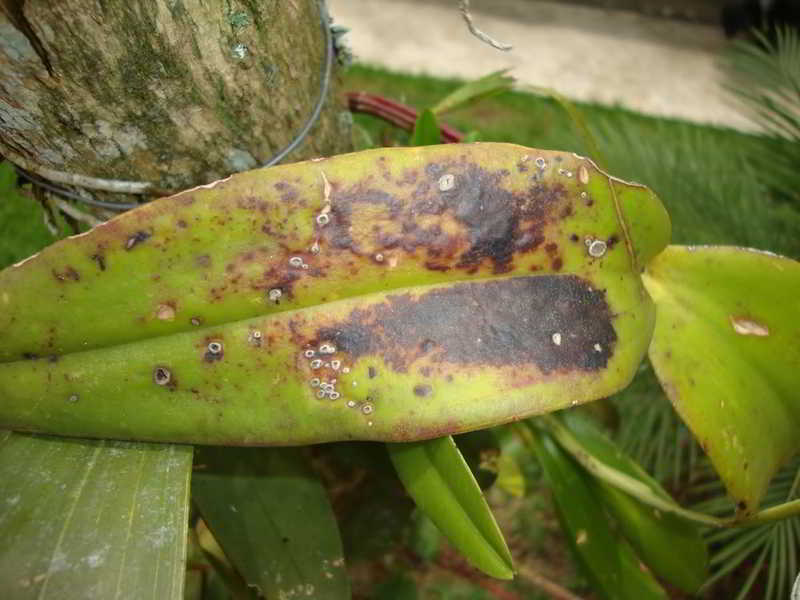 orquideas.eco.br - Pragas e doenças - cochonilhas