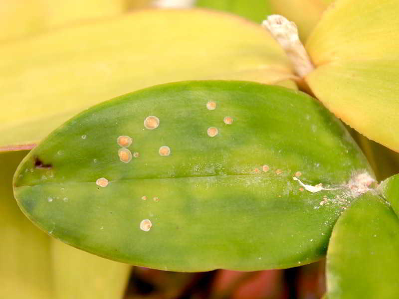orquideas.eco.br - Pragas e doenças - cochonilhas