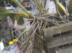 orquideas.eco.br - Raízes