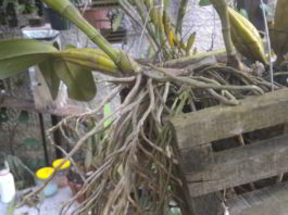 orquideas.eco.br - Raízes