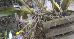 orquideas.eco.br - Raízes
