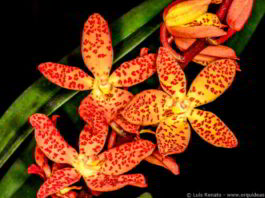 orquideas.eco.br - Vandopsis gigantea X Renanthera monachica