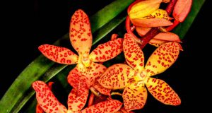orquideas.eco.br - Vandopsis gigantea X Renanthera monachica