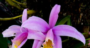 orquideas.eco.br - 1043 - Laelia jongheana