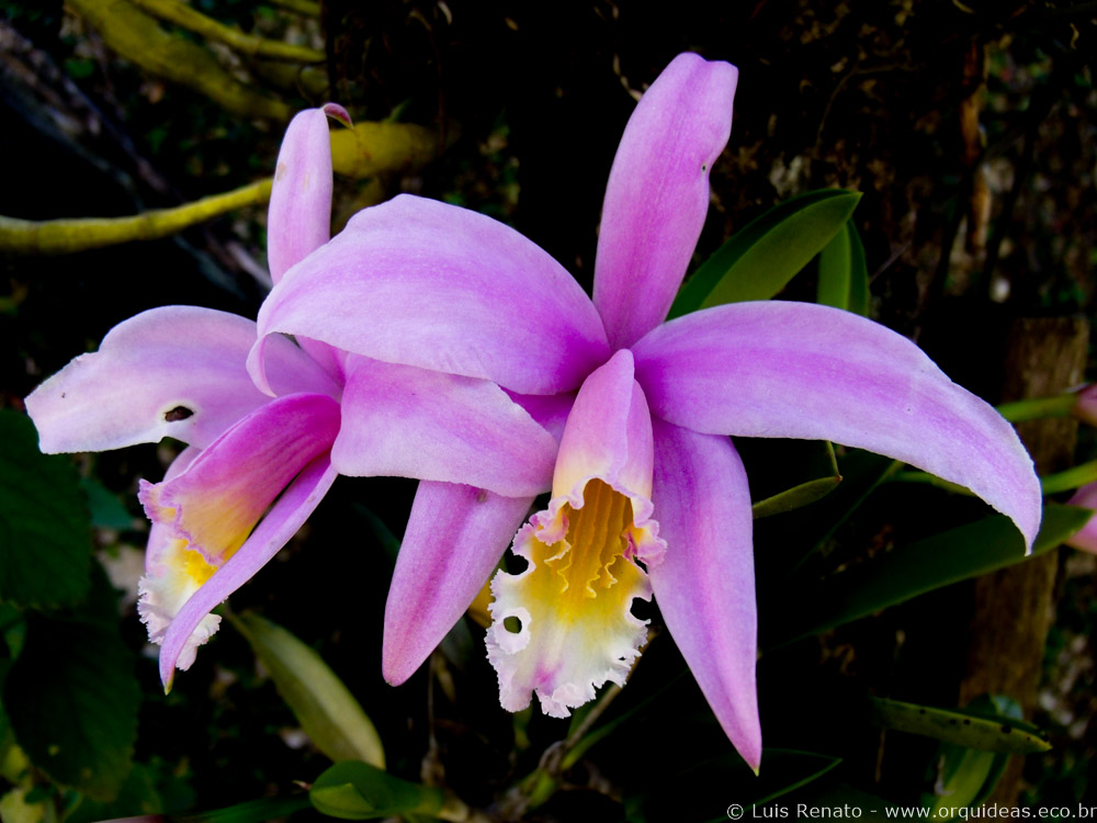 orquideas.eco.br - 1043 - Laelia jongheana