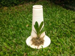 orquideas.eco.br-EcoTronco